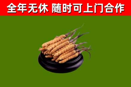 嘉禾回收冬虫夏草