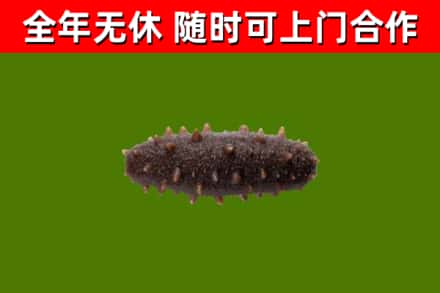 嘉禾回收海参干